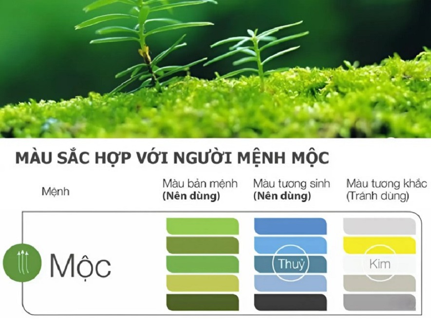 Màu sắc hợp mệnh mộc: Phong thủy nhà ở cho người mệnh mộc